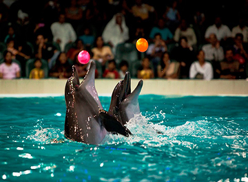 پارک دلفین های دبی ( Dubai Dolphinarium )